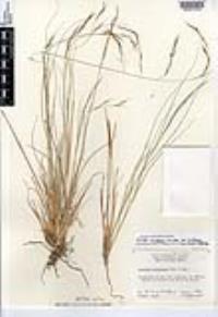 Aristida schiedeana image