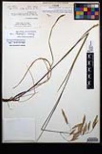 Bromus ciliatus var. richardsonii image