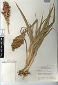 Sorghum bicolor image