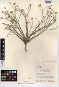 Xanthisma gracile image