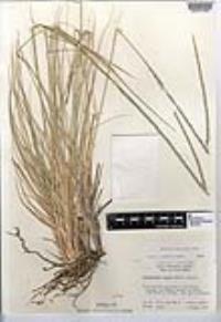 Muhlenbergia rigens image