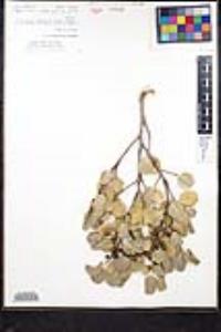 Rhamnus ilicifolia image