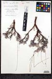 Eriogonum wrightii image