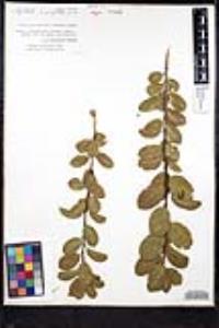 Rhamnus ilicifolia image