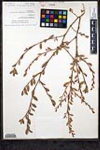 Polygonum aviculare subsp. depressum image