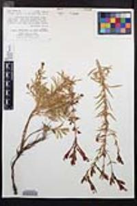 Epilobium canum image