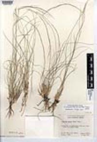 Aristida purpurea var. nealleyi image