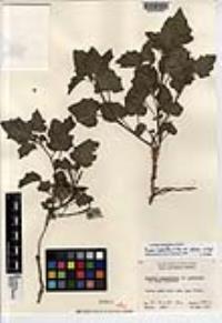 Physalis hederifolia var. palmeri image