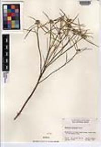Euphorbia eriantha image