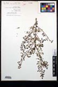 Senegalia greggii image