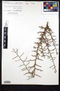 Sarcomphalus obtusifolius image