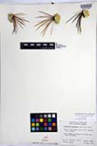 Ferocactus cylindraceus image