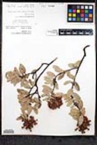 Arctostaphylos pringlei image