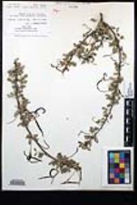 Senegalia greggii image