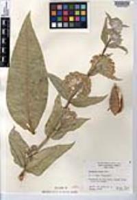 Asclepias erosa image