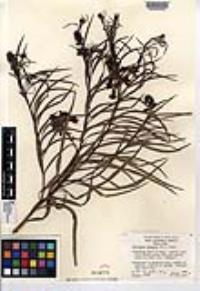 Chilopsis linearis image