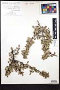 Ziziphus parryi image