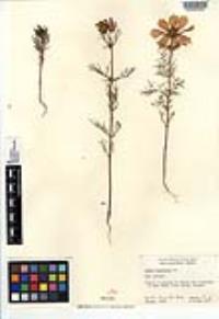 Cosmos bipinnatus image
