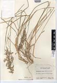 Melinis repens subsp. repens image