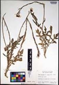 Eruca vesicaria subsp. sativa image