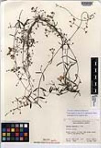 Cottsia gracilis image