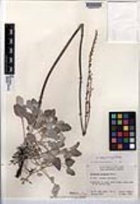 Eriogonum elongatum var. vollmeri image