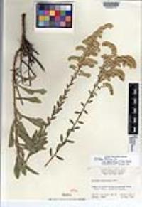 Solidago velutina subsp. sparsiflora image