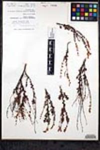 Eriogonum wrightii image