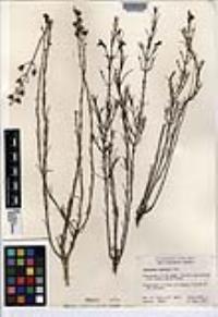 Penstemon thurberi image
