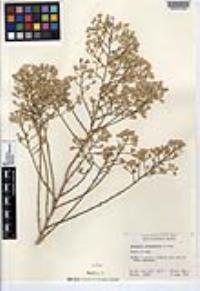 Baccharis brachyphylla image