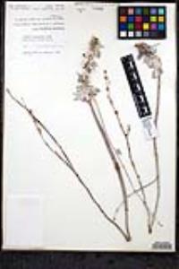 Eriogonum elongatum var. vollmeri image
