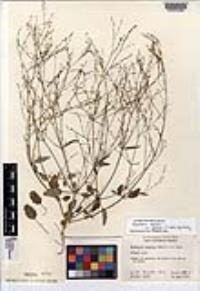 Boerhavia coulteri var. palmeri image