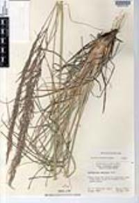 Muhlenbergia emersleyi image