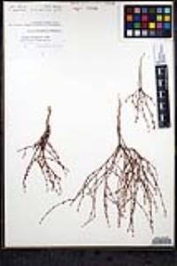 Eriogonum davidsonii image