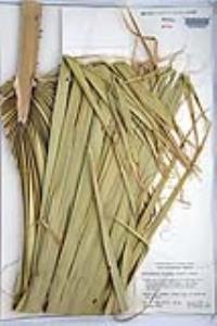 Washingtonia filifera image
