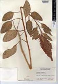 Amaranthus cruentus image