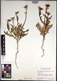 Eruca vesicaria subsp. sativa image
