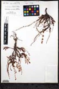 Eriogonum wrightii image