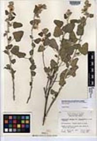 Sphaeralcea ambigua image
