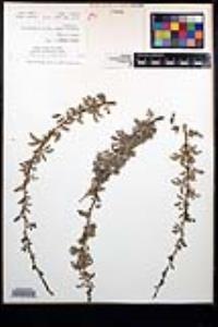 Senegalia greggii image