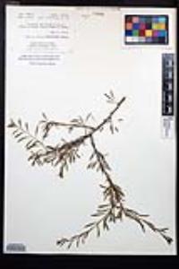 Prunus fasciculata var. fasciculata image