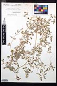 Tribulus terrestris image