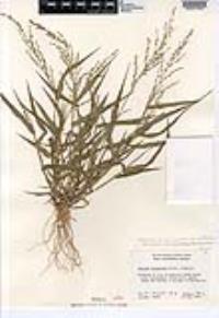 Urochloa arizonica image