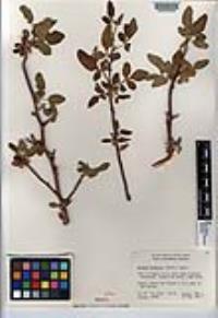 Bursera hindsiana image