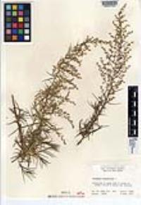 Artemisia dracunculus image