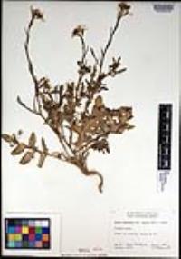 Eruca vesicaria subsp. sativa image