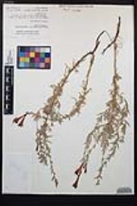 Epilobium canum image