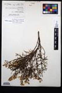Ericameria palmeri image