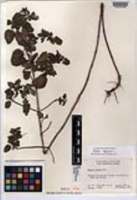 Mentha aquatica image