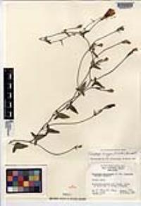Calystegia longipes image